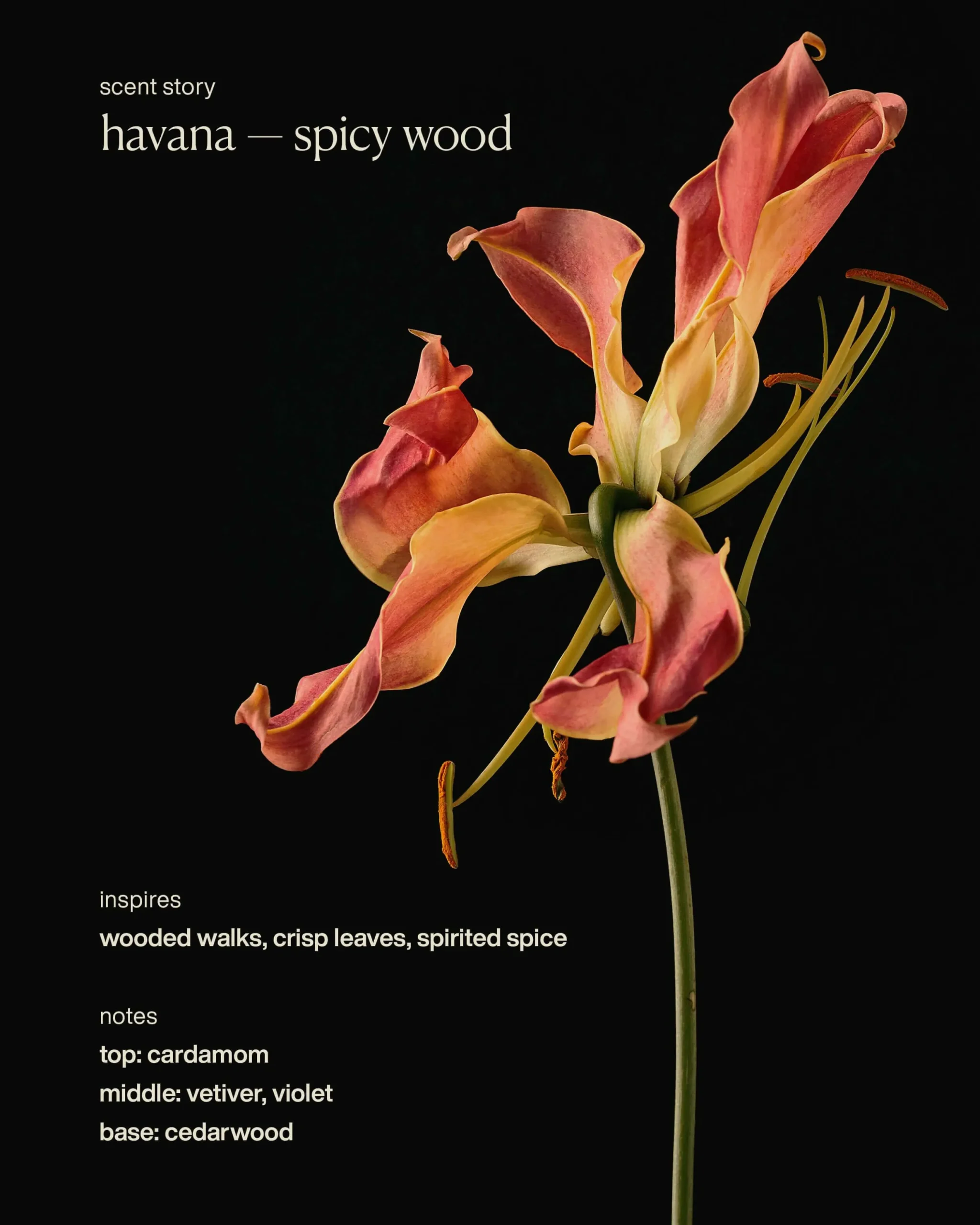 havana - hydrating hand cream