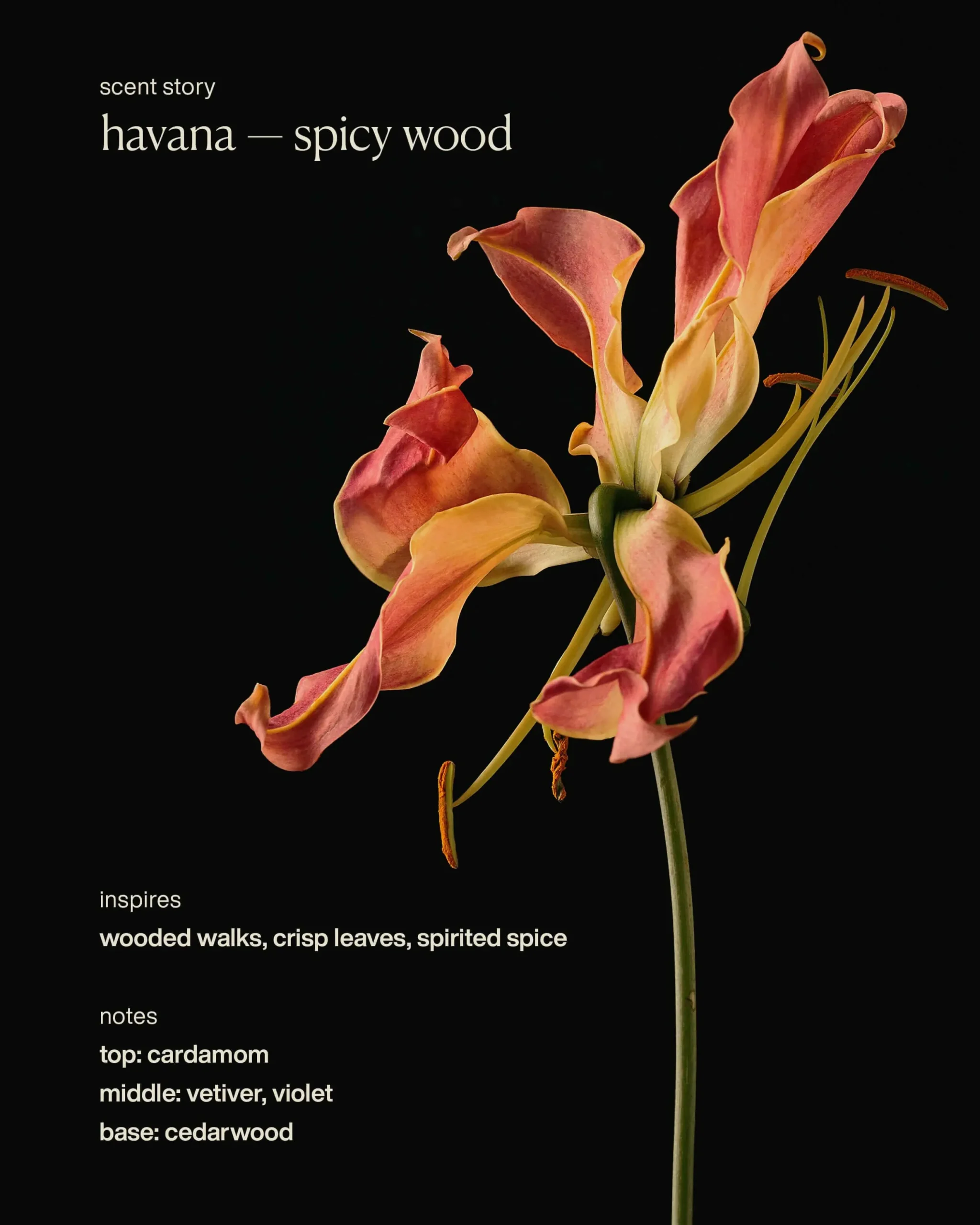 havana - restorative hand wash refill
