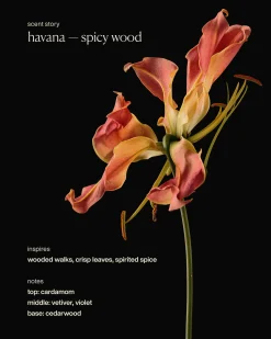 Restorative Body Lotion - havana