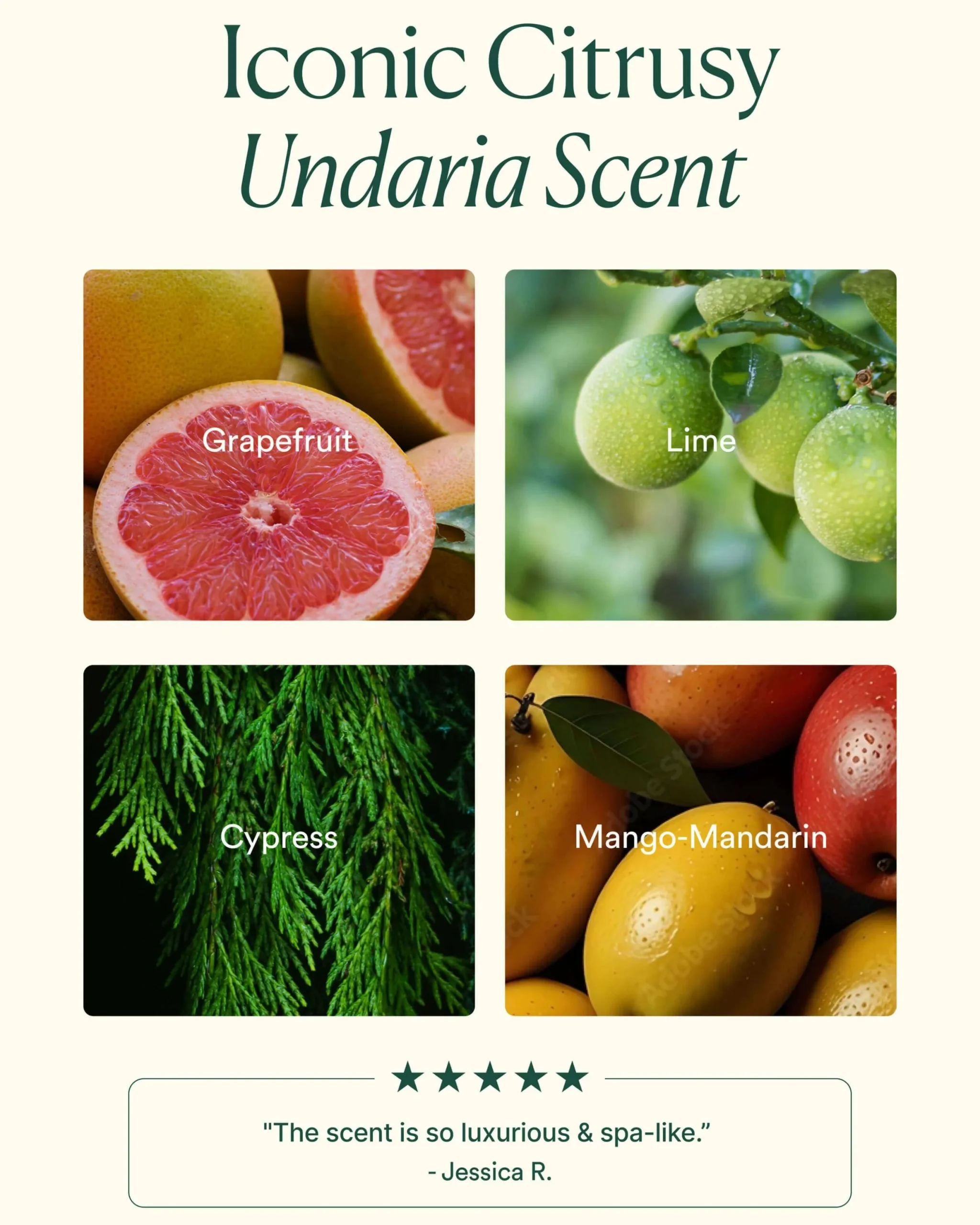 Undaria Algae Body Butter