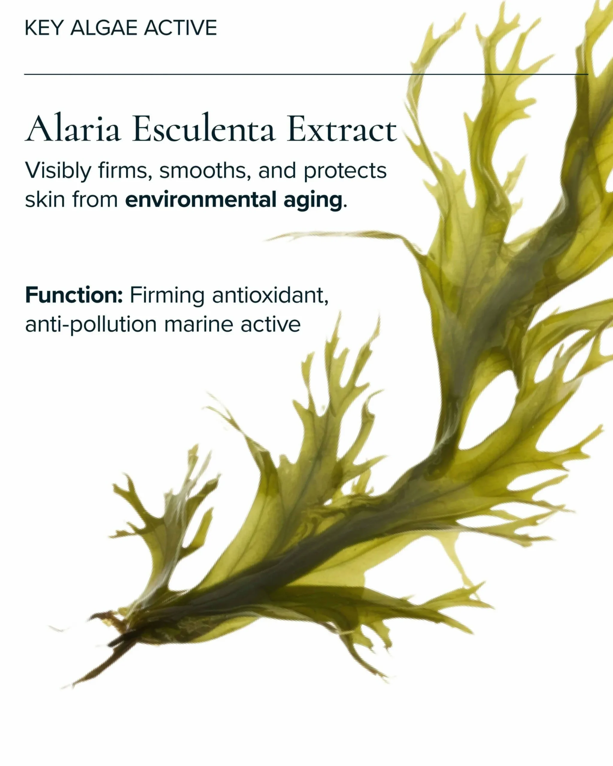 Universal Hydrating Face Oil for Anti-Aging and Glow with Algae + Moringa